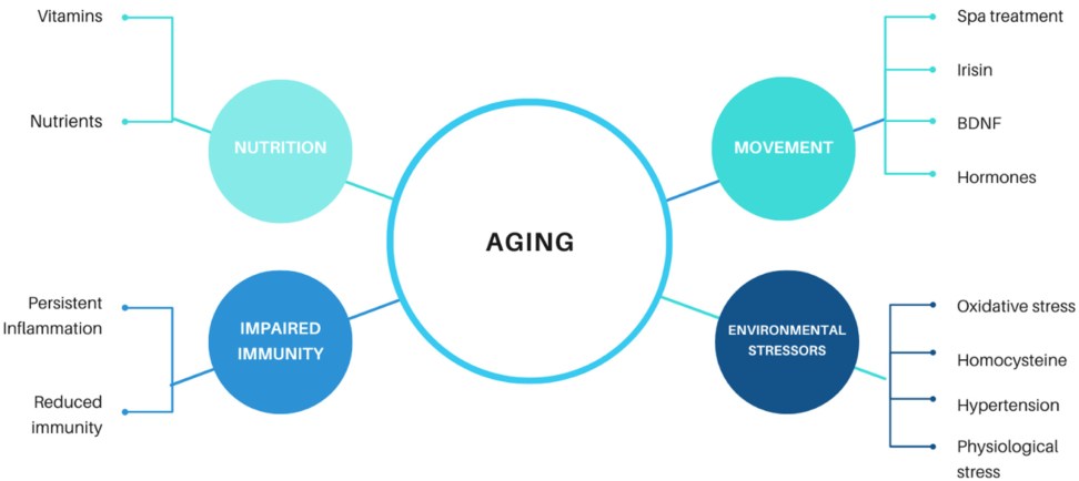 Factors Influencing Aging